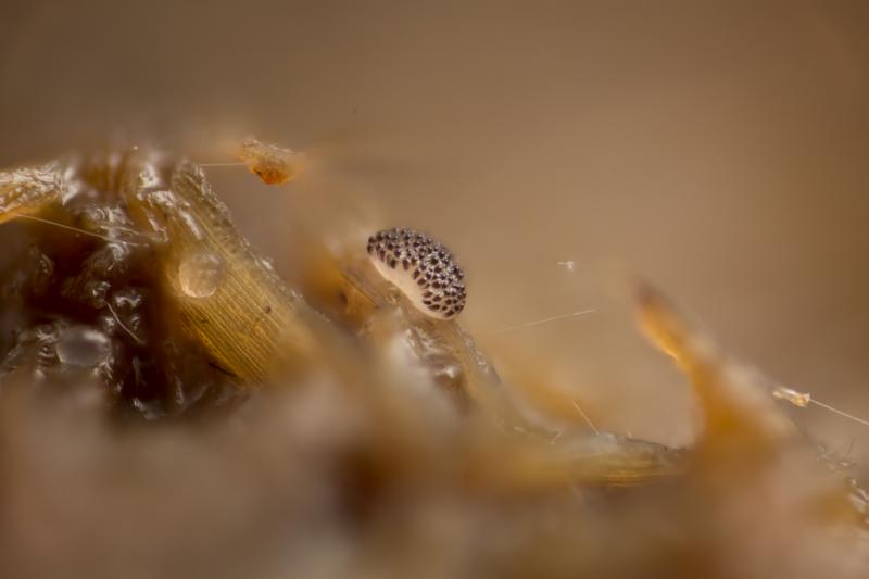 macrostoma