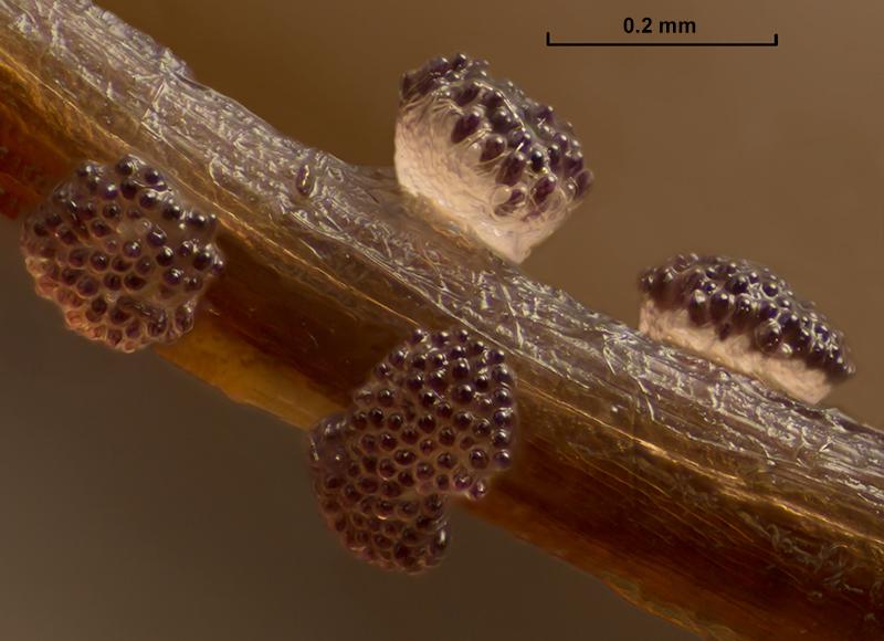 macrostoma
