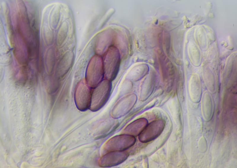 macrostoma