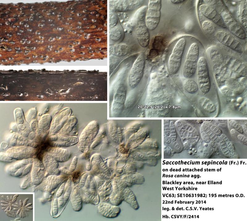 macrostoma
