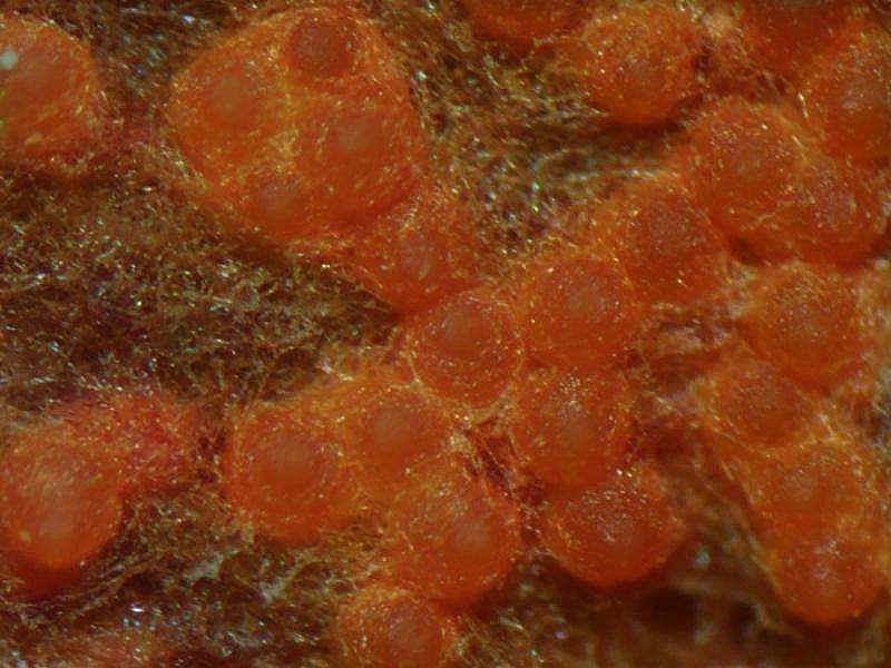 macrostoma