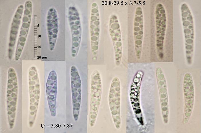 macrostoma