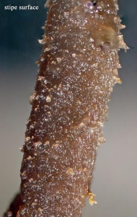 macrostoma