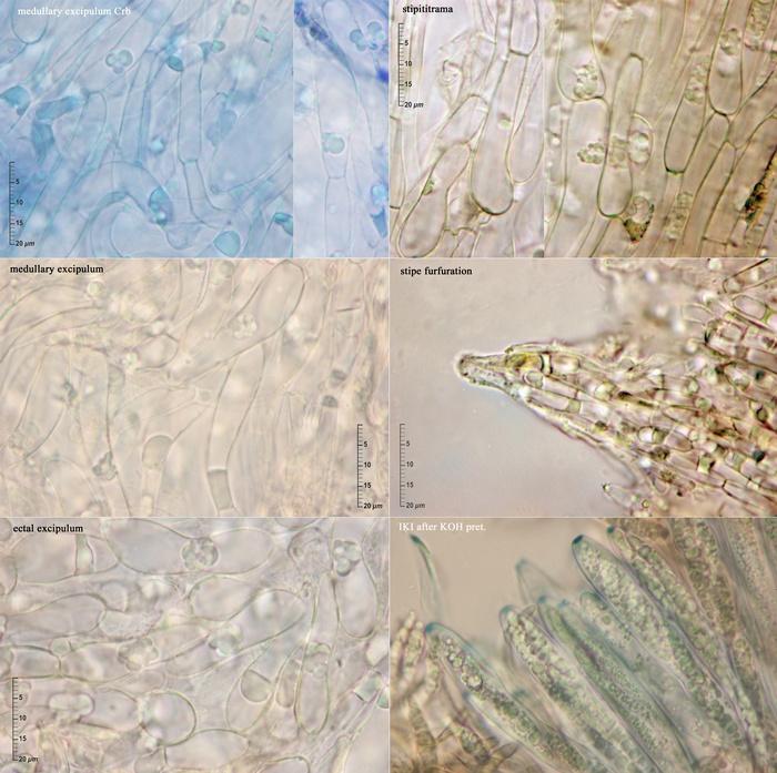 macrostoma