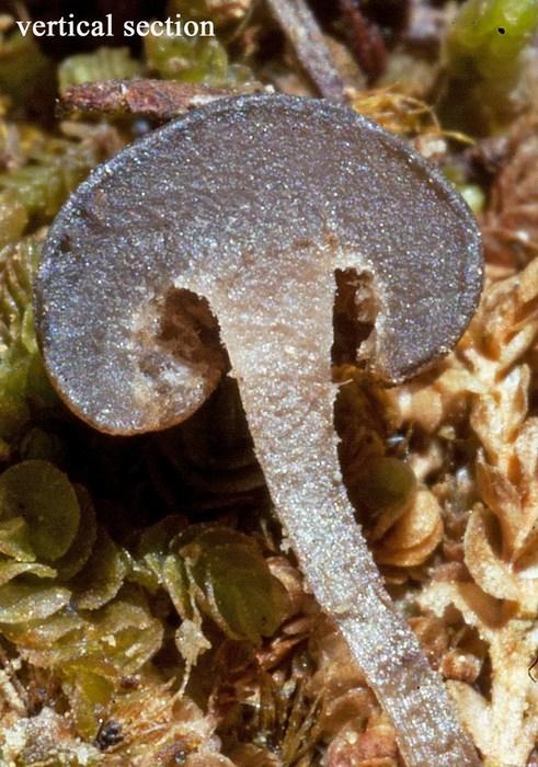 macrostoma