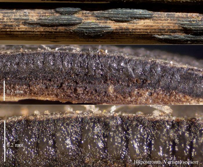 macrostoma