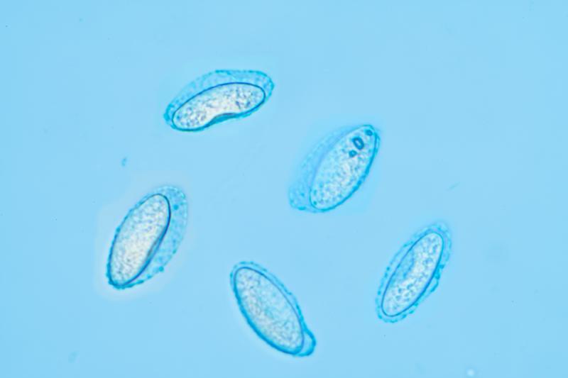 macrostoma
