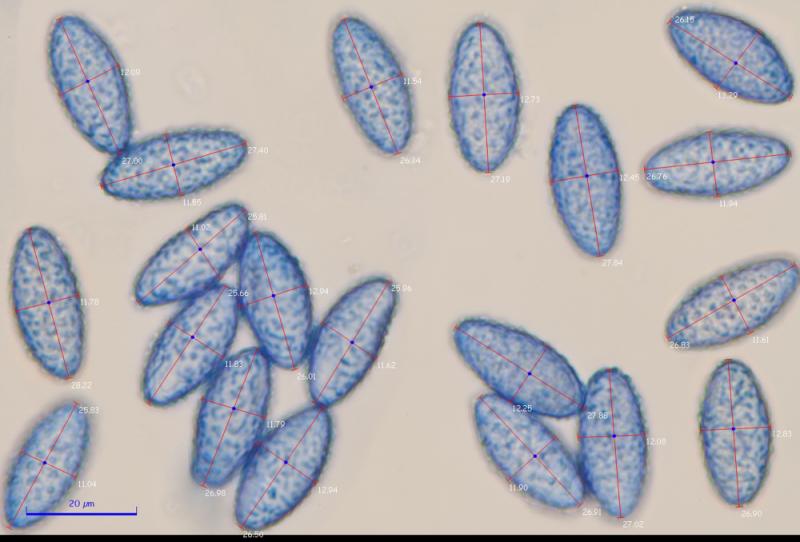 macrostoma