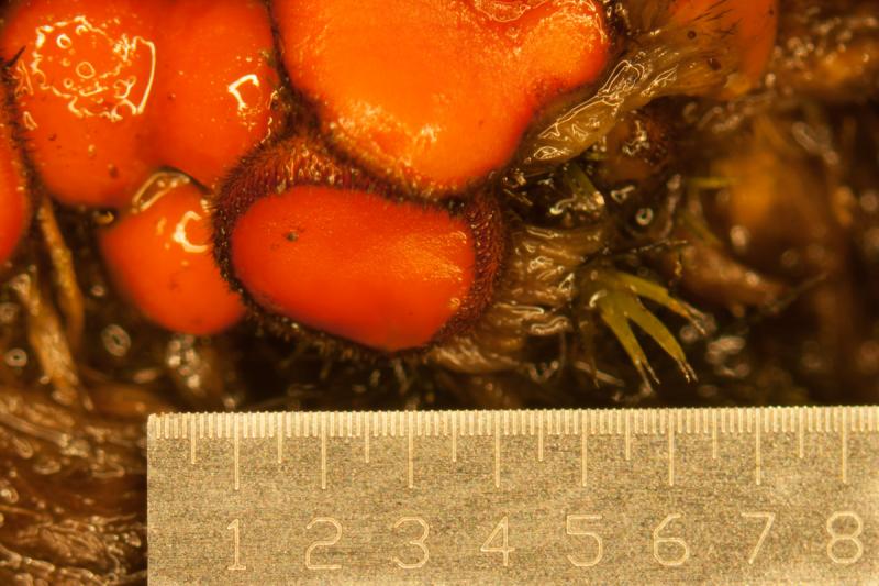 macrostoma