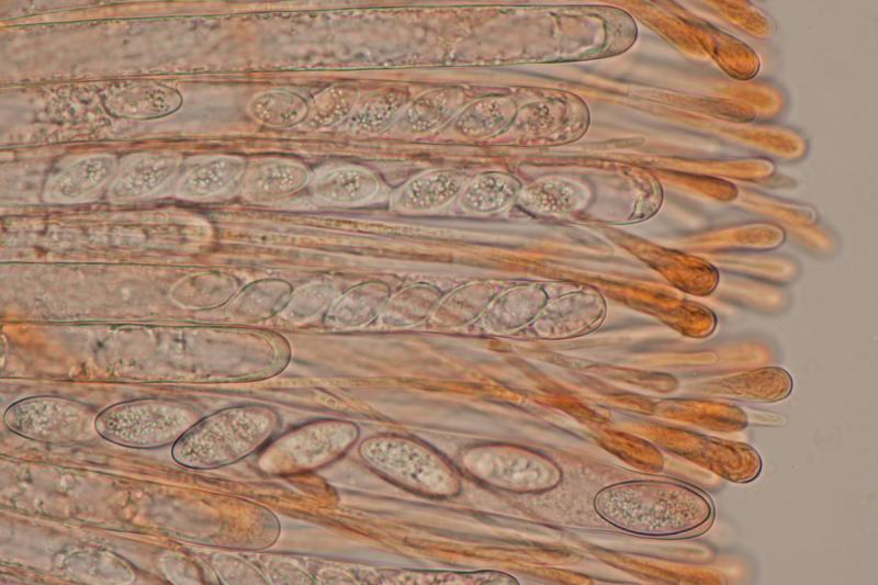 macrostoma