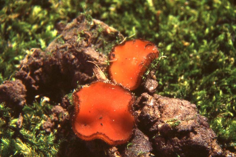 macrostoma