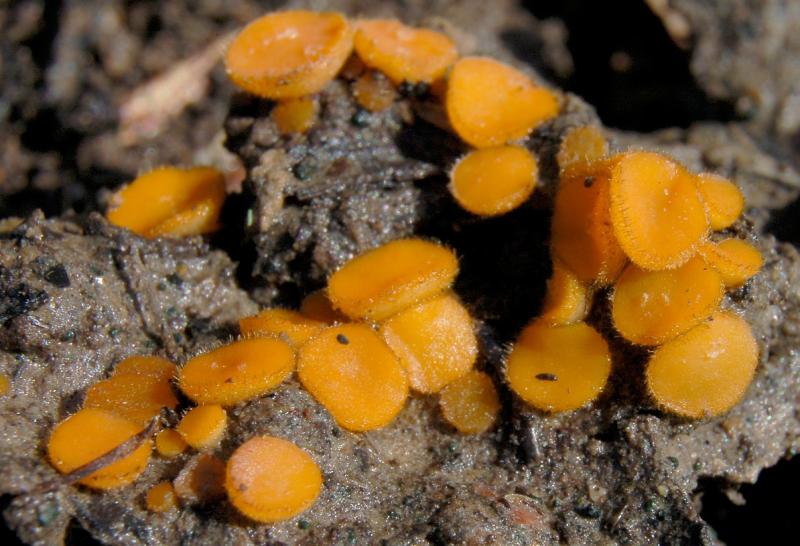 macrostoma