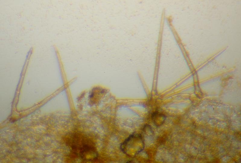 macrostoma