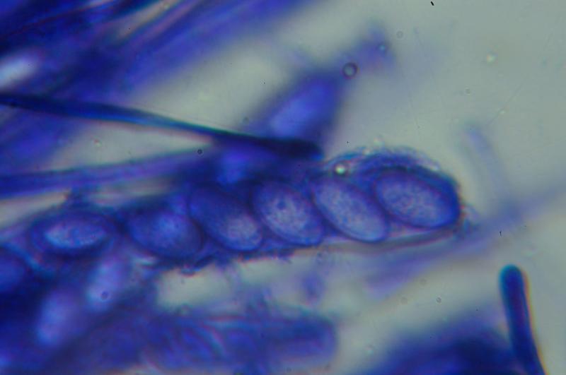 macrostoma