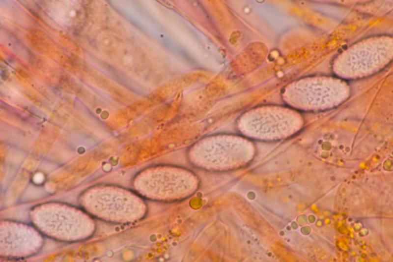 macrostoma