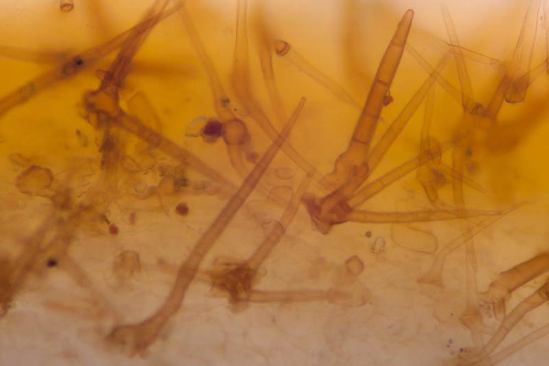 macrostoma