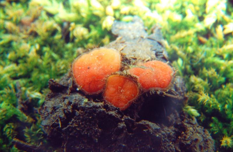 macrostoma