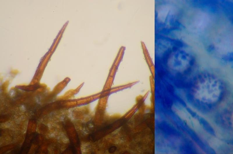 macrostoma
