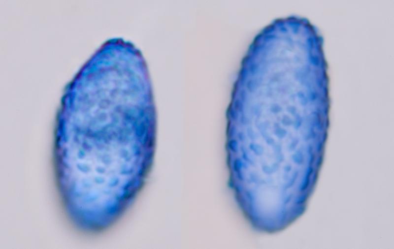 macrostoma