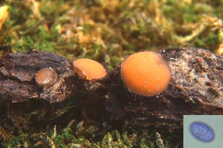 macrostoma