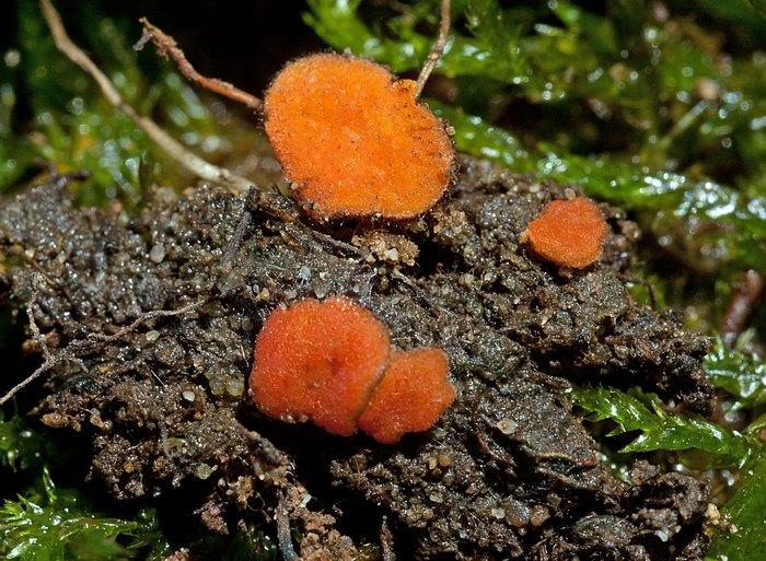 macrostoma