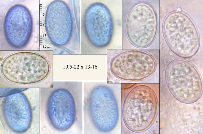 macrostoma