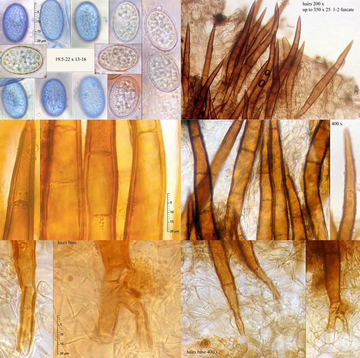 macrostoma