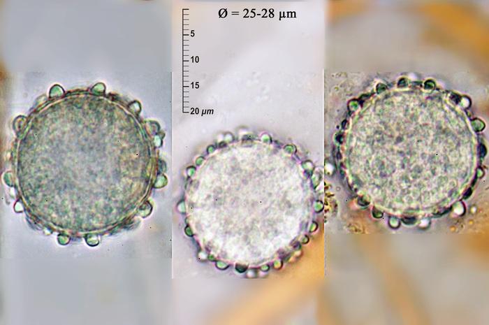 macrostoma