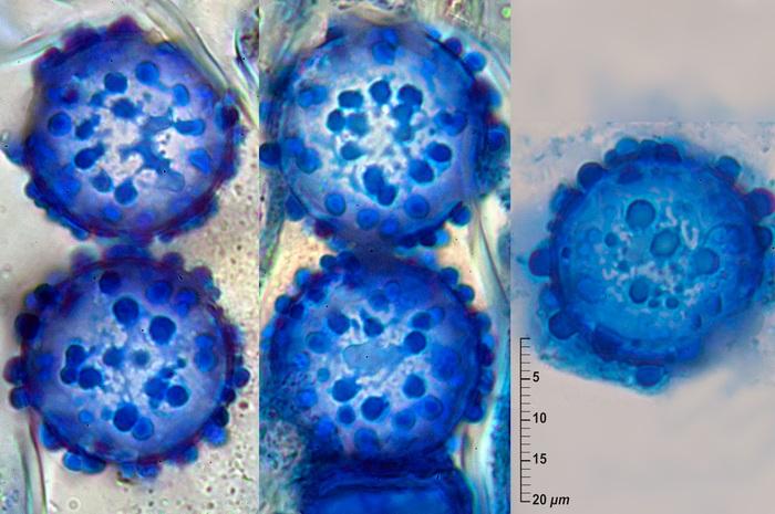 macrostoma