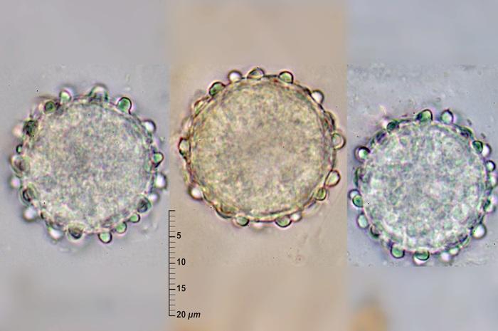 macrostoma