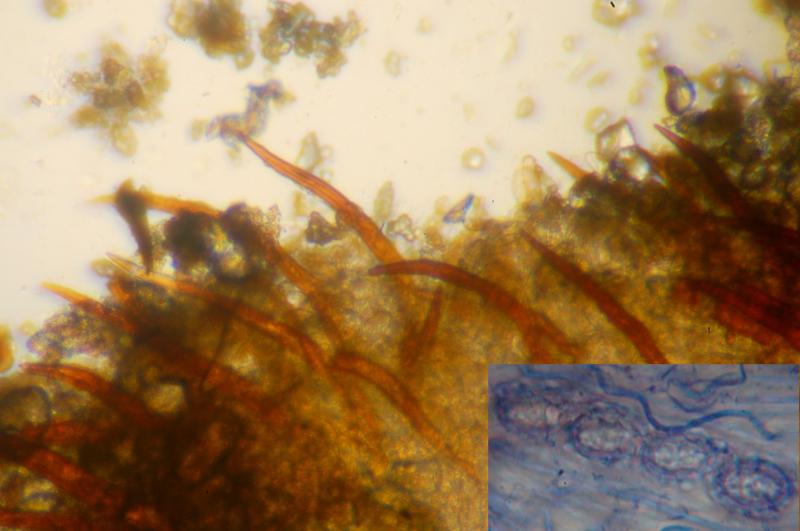 macrostoma