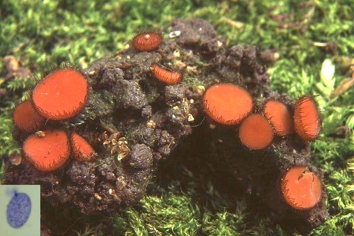 macrostoma