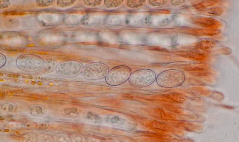 macrostoma