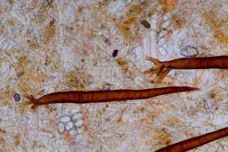 macrostoma