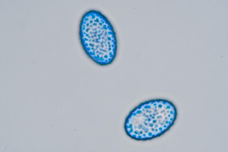 macrostoma