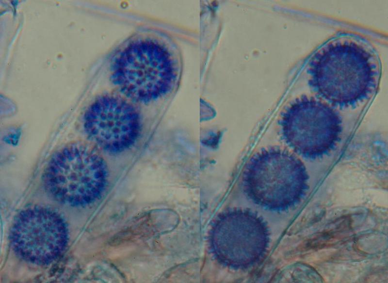 macrostoma