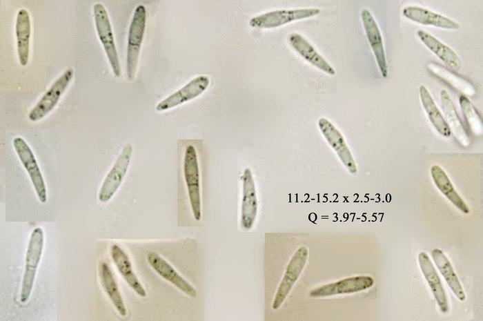 macrostoma