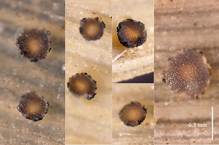macrostoma