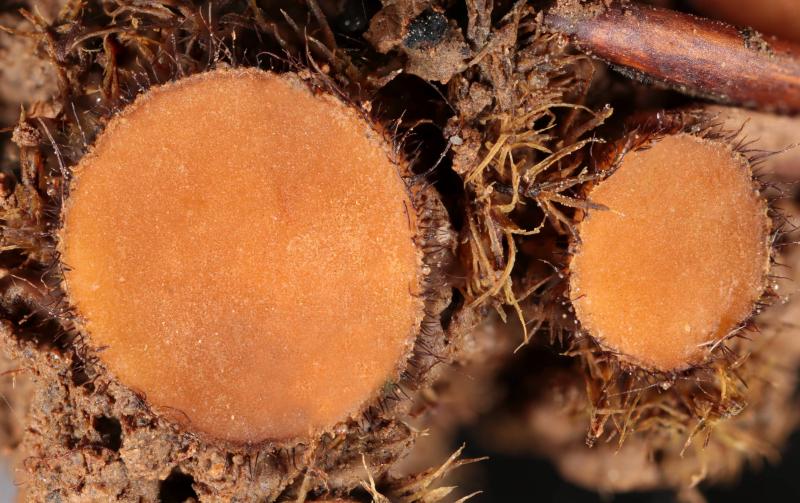 macrostoma