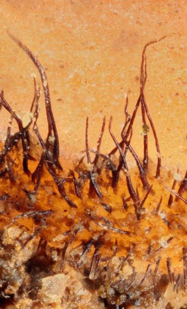 macrostoma