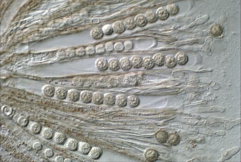 macrostoma