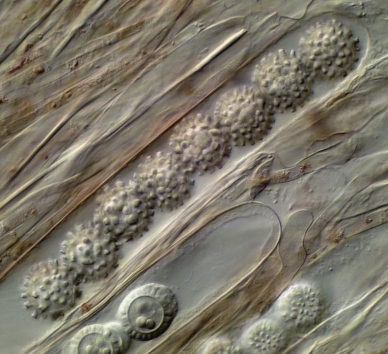 macrostoma