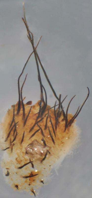 macrostoma