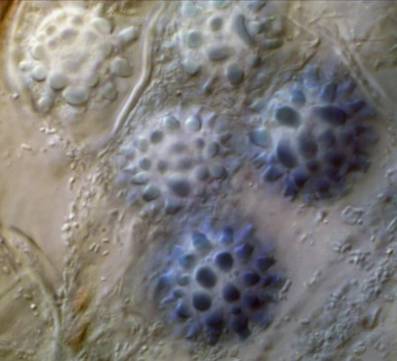 macrostoma