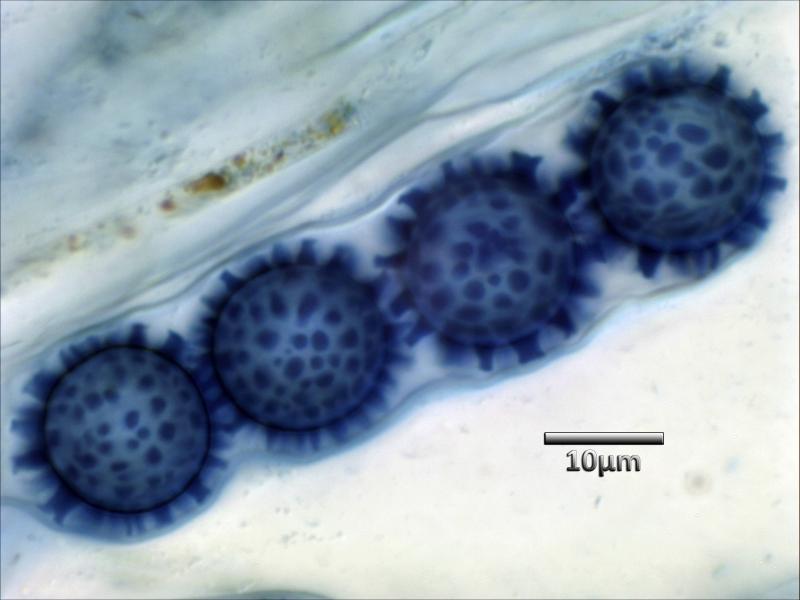 macrostoma