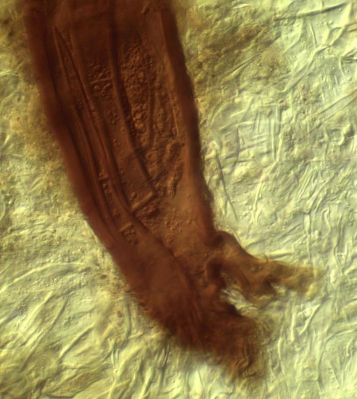 macrostoma