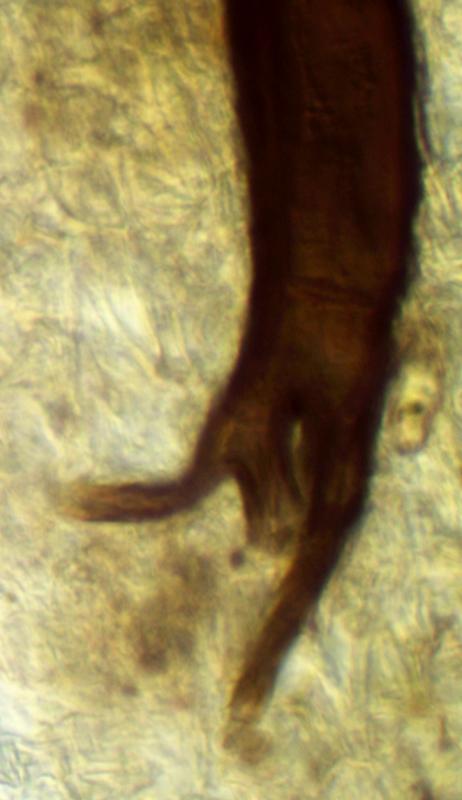 macrostoma