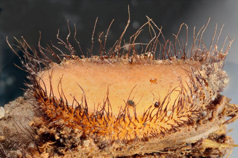 macrostoma