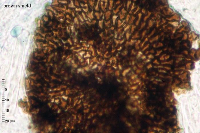 macrostoma