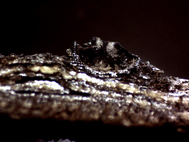 macrostoma